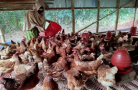 {{brizy_dc_image_alt imageSrc=